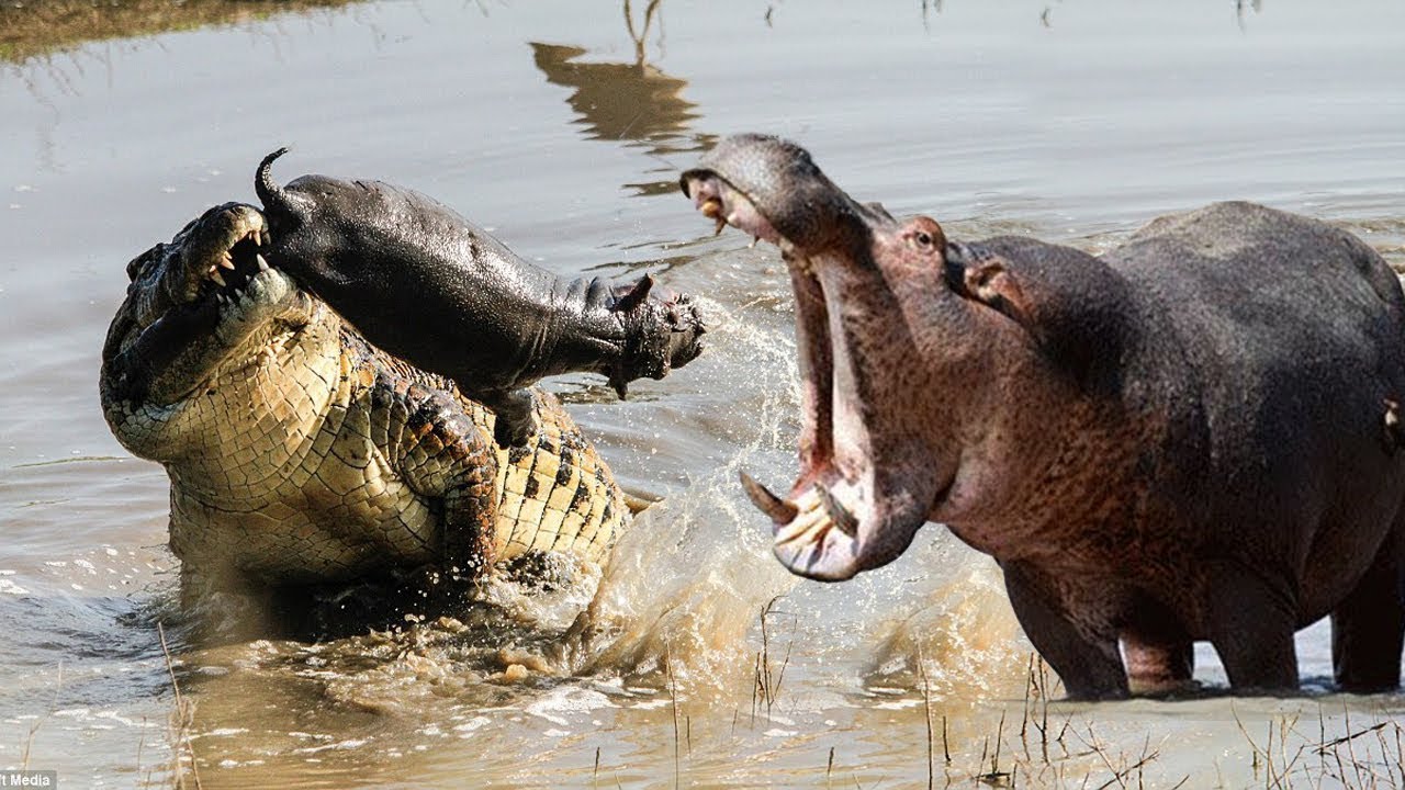 Крокодил свинья. Гребнистый крокодил против бегемота. Гребнисты крокодил против беге.